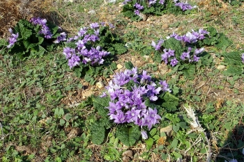 Mandragora, flowers (winter) autumnalis